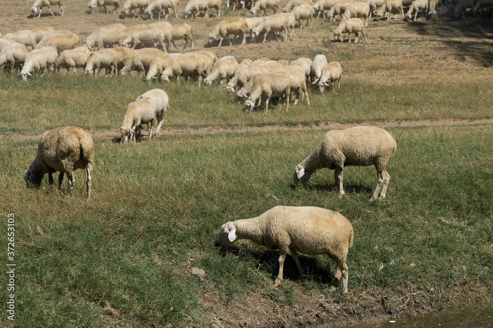 Sheep and goats graze on green grass in spring Sheep and goats graze on green grass in spring