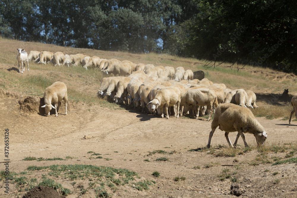 Fototapeta premium Sheep and goats graze on green grass in spring