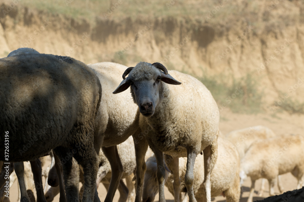 Sheep and goats graze on green grass in spring Sheep and goats graze on green grass in spring