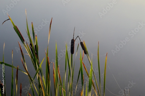 Cattail leaves and flower with spider tulips, growing near water, summer time. Acorus (Acorus Calamus) or sweet flag photo