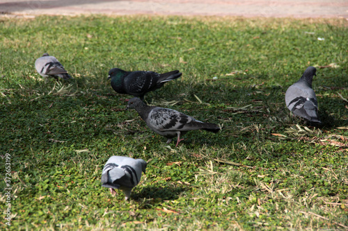 cute birds and pigeons that eat food