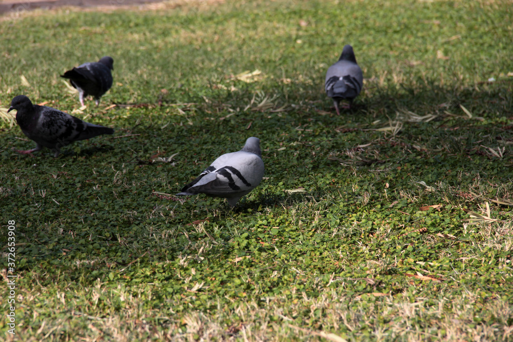 Obraz premium cute birds and pigeons that eat food