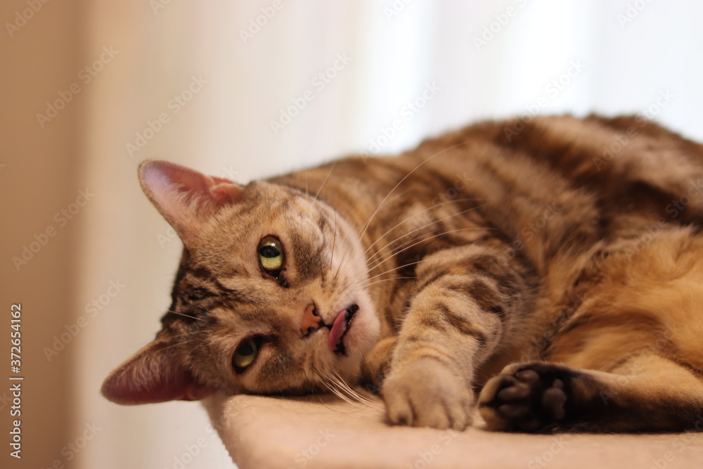 アッカンベーする猫のアメリカンショートヘア
American shorthair cat with a little tongue visible. アッカンベーする猫のアメリカンショートヘア
American shorthair cat with a little tongue visible.