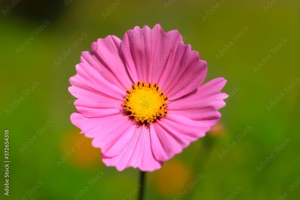 Beautiful cosmos flower (Cosmos Bipinnatus) for wallpaper. Beautiful cosmos flower (Cosmos Bipinnatus) for wallpaper.