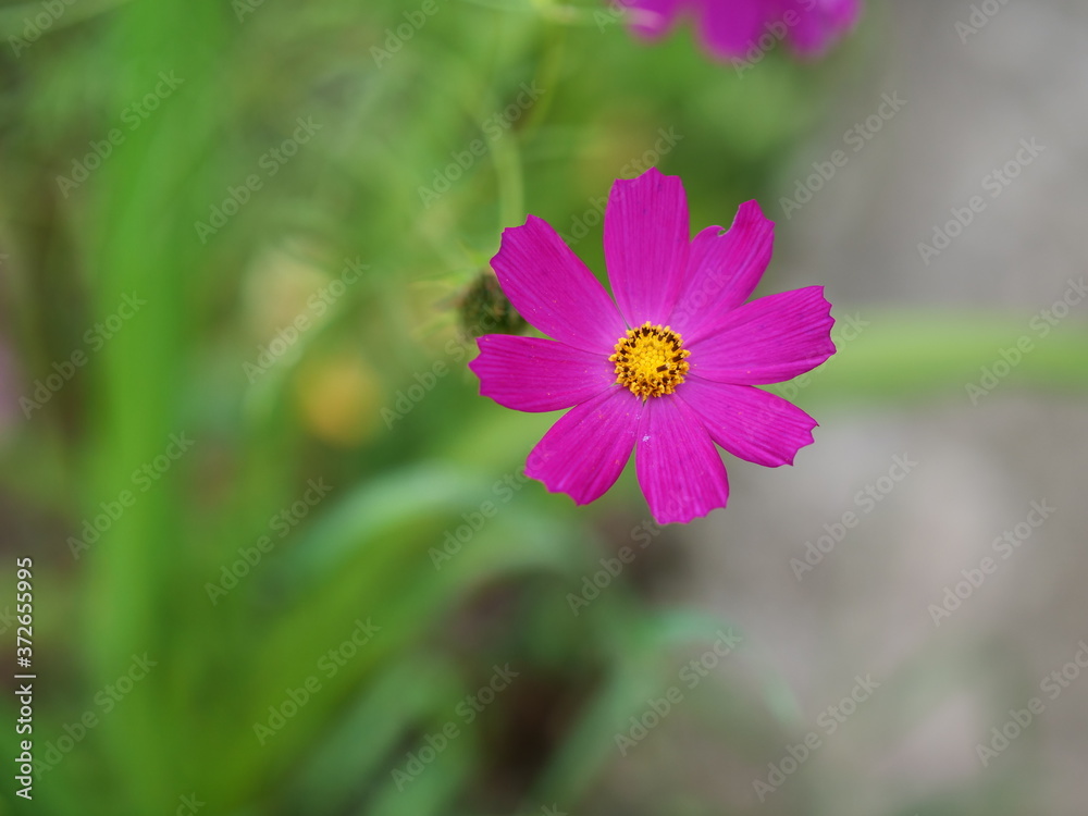 Obraz premium pink cosmos flower