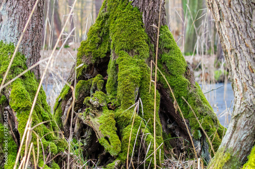 Wykrot i mech Bryophyta na spróchniałym starym drzewie i korzeniu