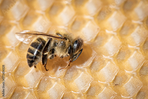 Macro image of a dead bee on a frame from a hive in decline, plagued by the Colony collapse disorder and other diseases