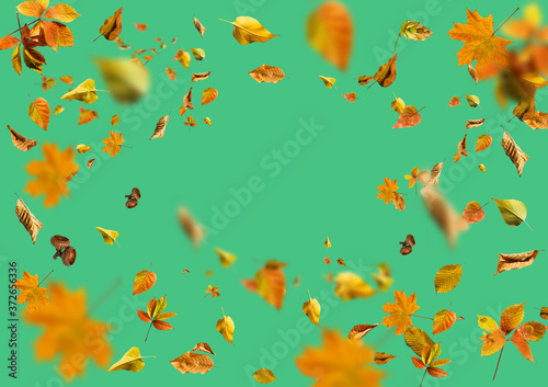 Collection set of beautiful colourful autumn leaves isolated on green background