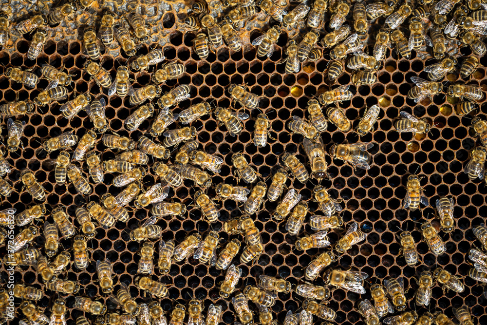 Bees working on a frame in a healthy hive Bees working on a frame in a healthy hive