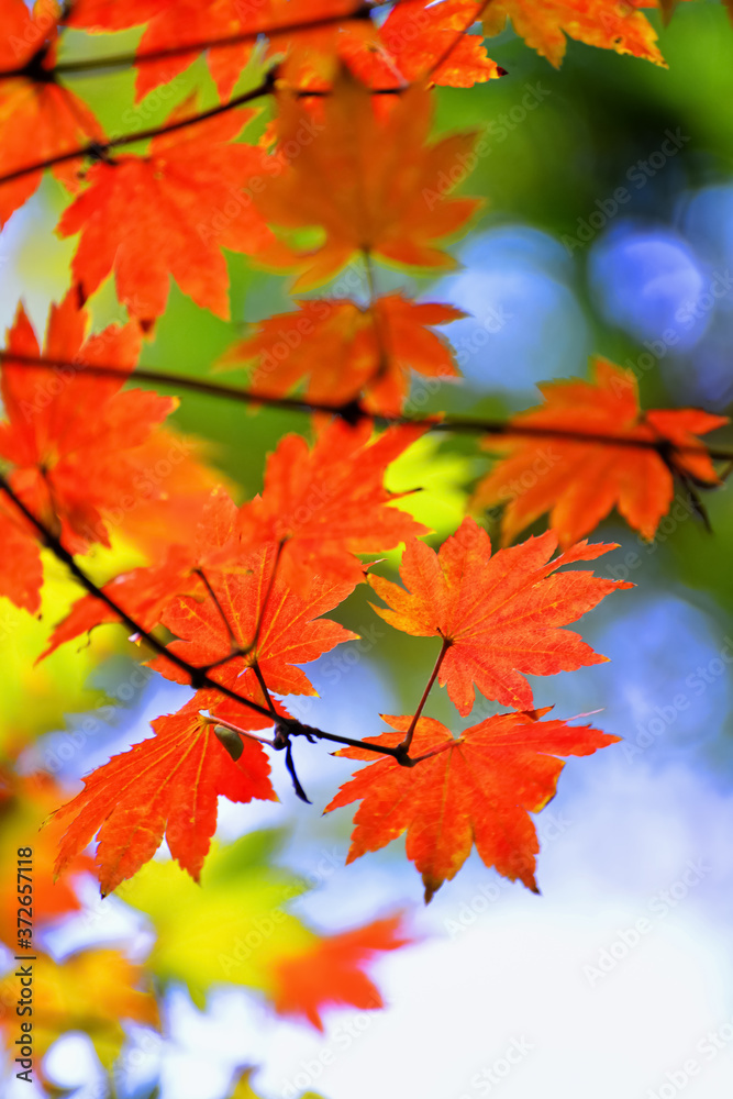 Japan : Some Maple Leaves On The Tree Japan : Some Maple Leaves On The Tree