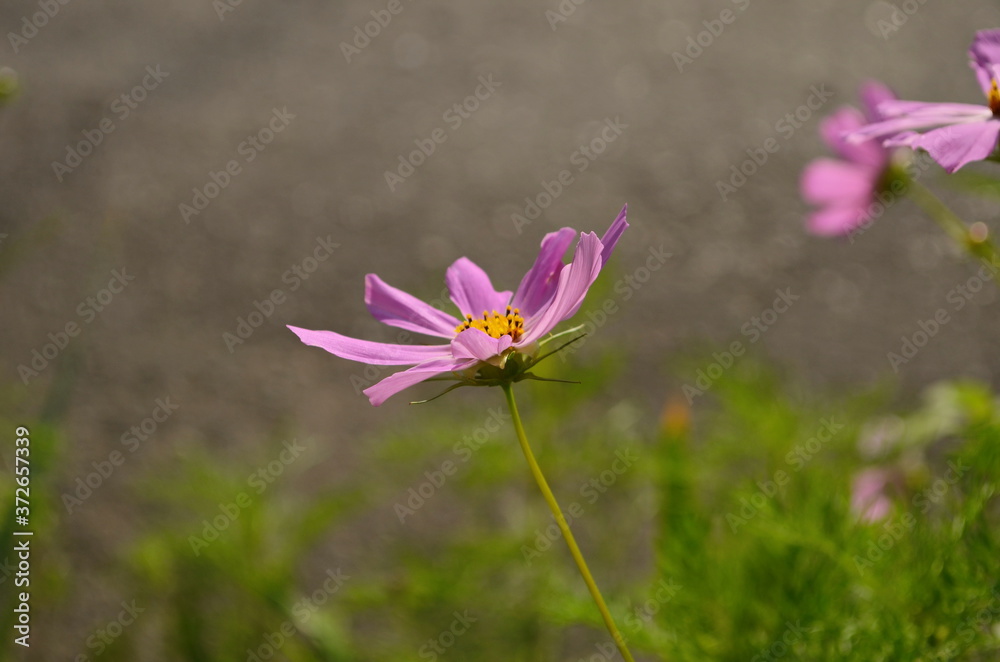 Cosmos flower (Cosmos Bipinnatus) with blurred background