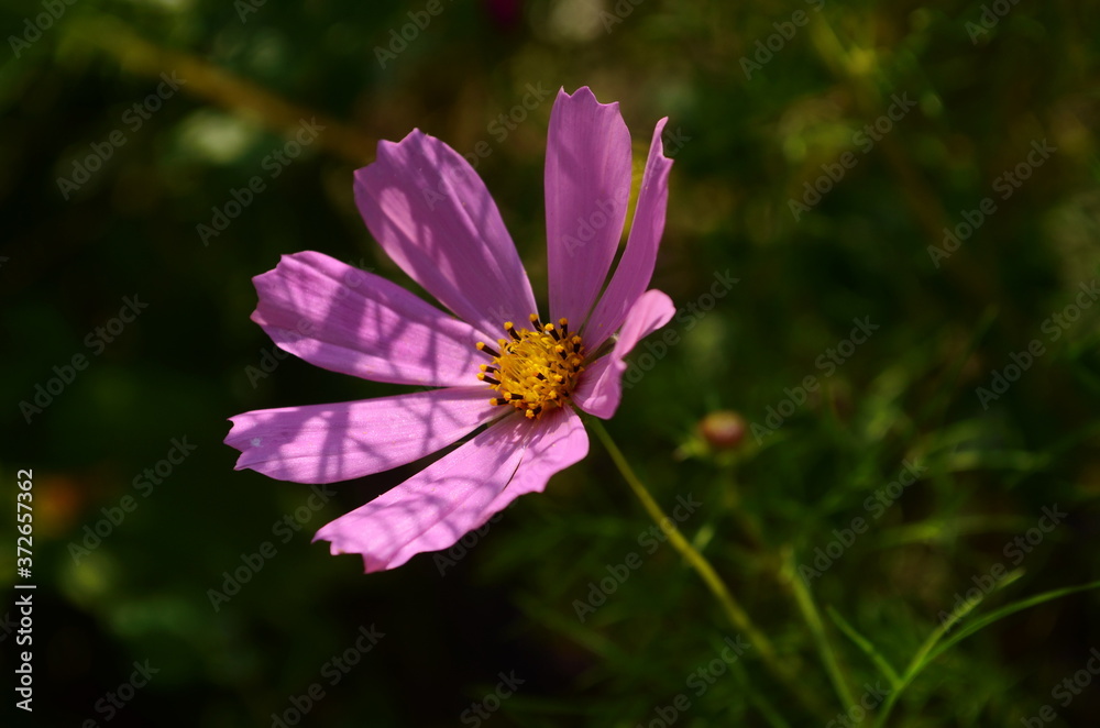 Cosmos flower (Cosmos Bipinnatus) with blurred background Cosmos flower (Cosmos Bipinnatus) with blurred background
