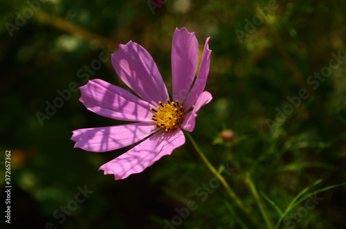 Cosmos flower (Cosmos Bipinnatus) with blurred background