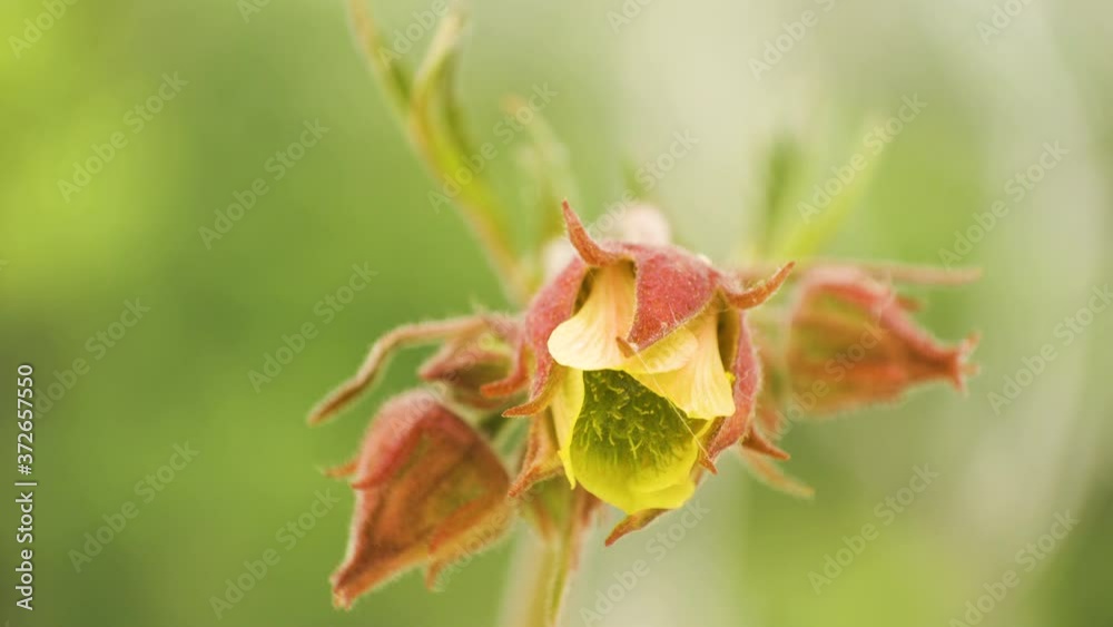 The red petals of the water avens flowers The red petals of the water avens flowers