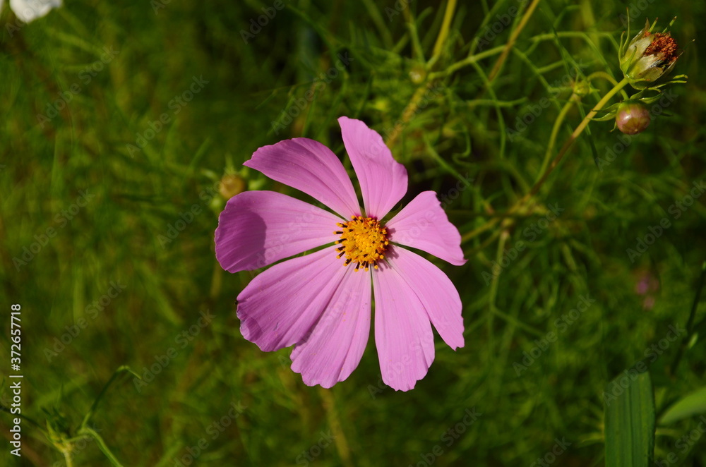 Cosmos flower (Cosmos Bipinnatus) with blurred background Cosmos flower (Cosmos Bipinnatus) with blurred background