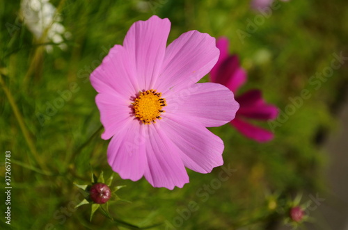 Cosmos flower  Cosmos Bipinnatus  with blurred background