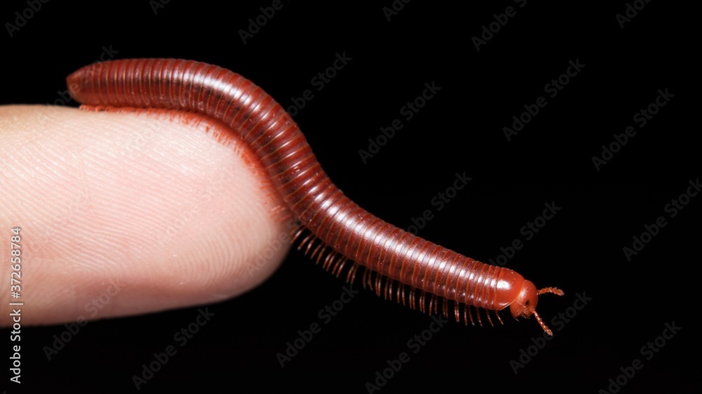 Common Asian Millipede face closeup Common Asian Millipede face closeup