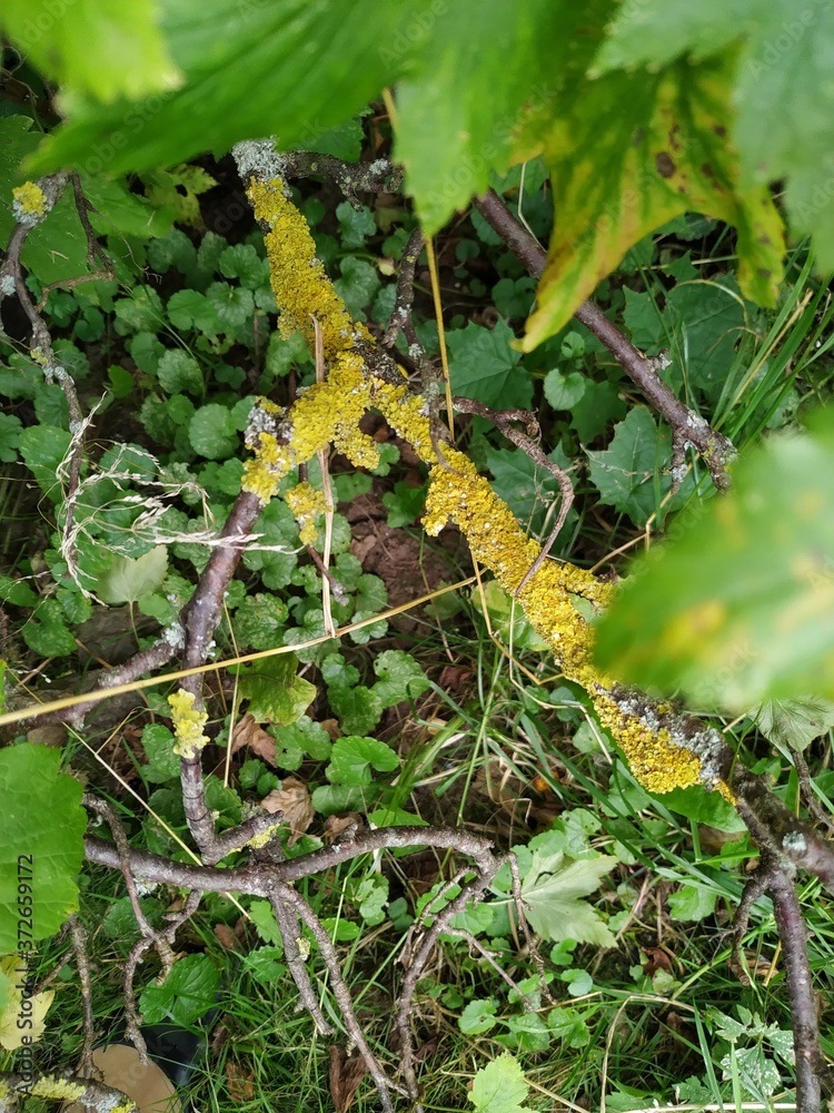 Naklejka premium Spring mossy tree branch view. Branch moss view. Mossy branch macro view.