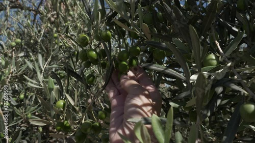 Woman's hands touching green olives on the olive tree before harvesting.. Olive Tree Branch. Olive oil. Healthy.
Spanish olive oil production in Jaén and Córdoba, Andalusia, Spain. 