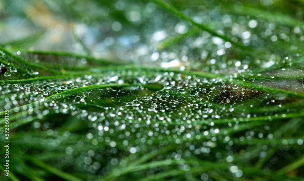 background of drops on a web in partial blur against the background of green grass background of drops on a web in partial blur against the background of green grass