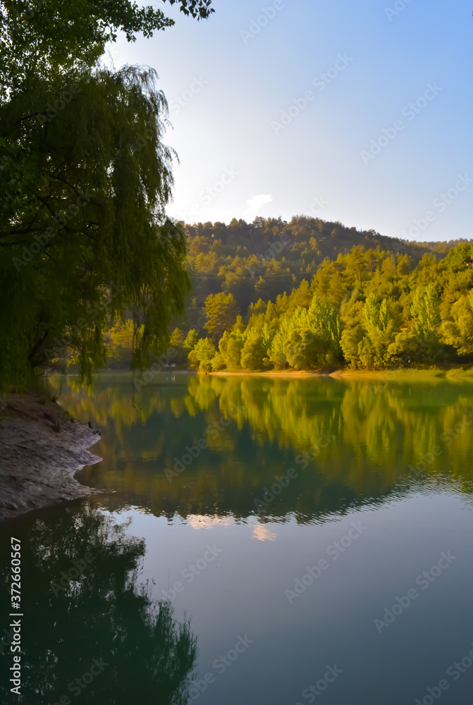 reflection of trees in the water in a  forest 