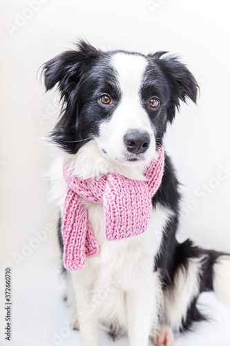Funny studio portrait of cute smiling puppy dog border collie wearing warm clothes scarf around neck isolated on white background. Winter or autumn portrait of new lovely member of family little dog. © Юлия Завалишина