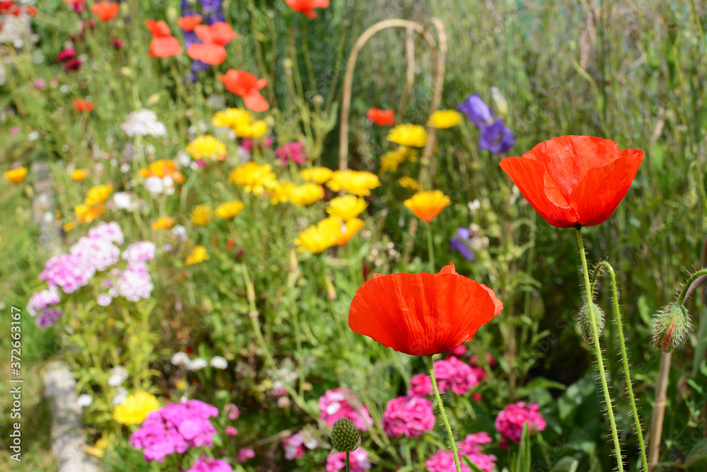 Obraz premium Two red field poppies against a thriving flower bed