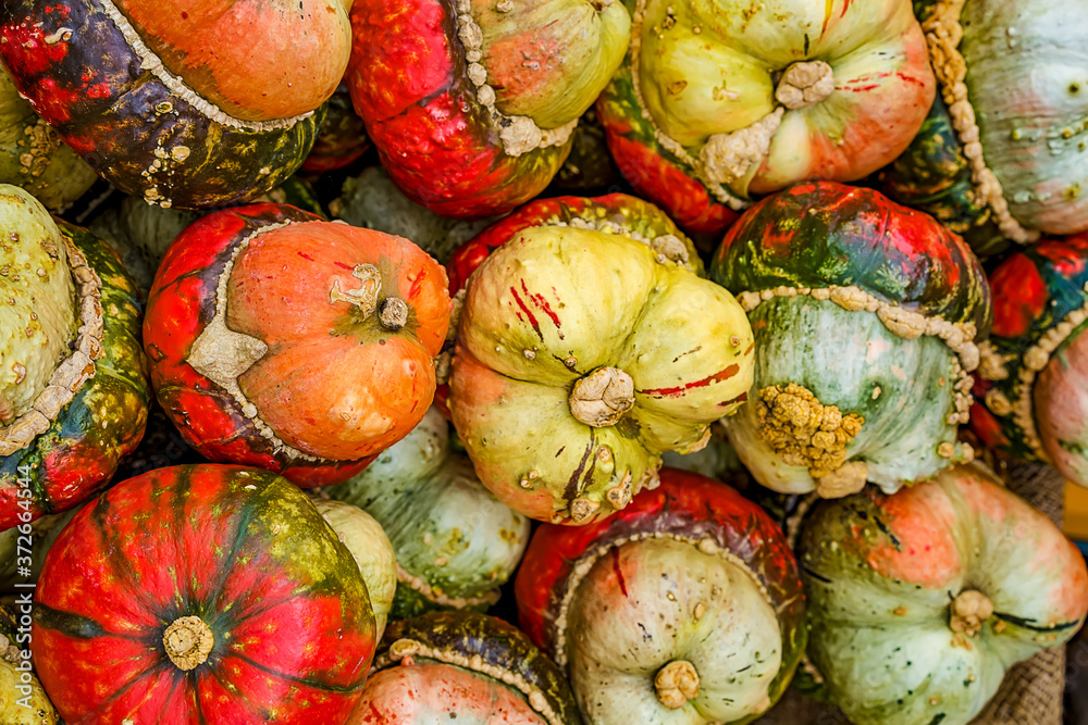 Fruits of the pumpkin variety Turkish Turban. Autumn harvest. Fruits of the pumpkin variety Turkish Turban. Autumn harvest.