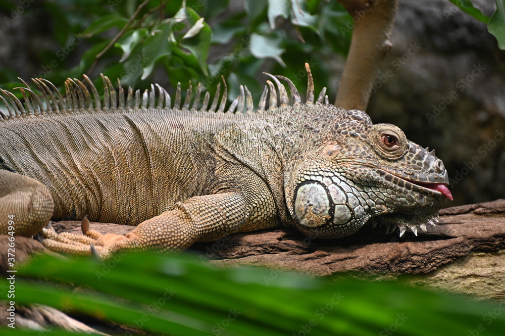 a green iguana rests on a tree in the sun a green iguana rests on a tree in the sun