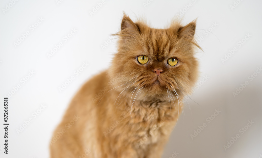 Fototapeta premium Fluffy and sleepy red cat. Selective focus on eyes.