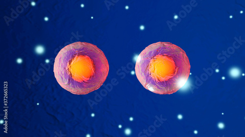 Dividing stem cells