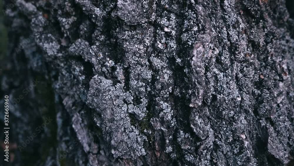 Old tree texture backgroun shoot on the forest Old tree texture backgroun shoot on the forest