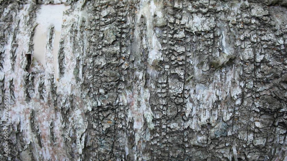 Fototapeta premium Background, forest, close-up of a tree trunk.