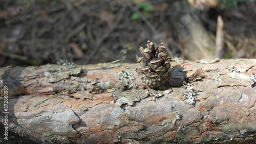 Background, forest, close-up of a tree trunk.