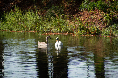 Schwanenpaar
