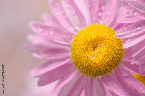 Fényképezés pink daisy flower