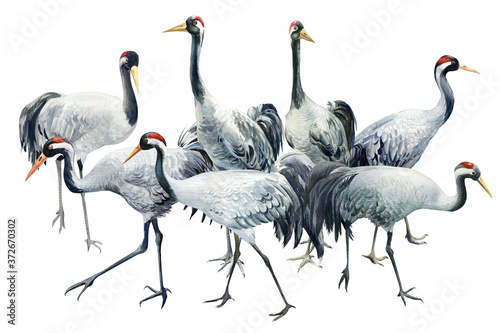 Flock of birds, beautiful gray cranes, isolated white background, watercolor illustration, composition
