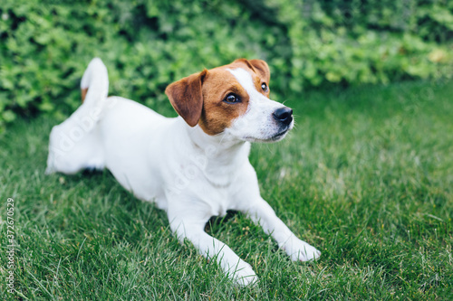 Adorable puppy Jack Russell Terrier laying on a green grass.