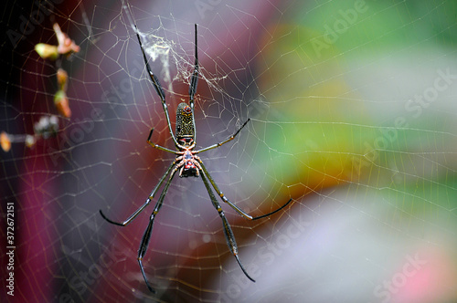 cobweb in Maua City Park, Sao Paulo, Brazil