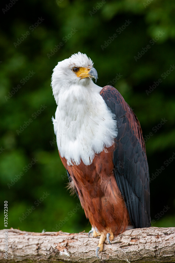 African fish eagle at Lake Naivasha in Kenya African fish eagle at Lake Naivasha in Kenya