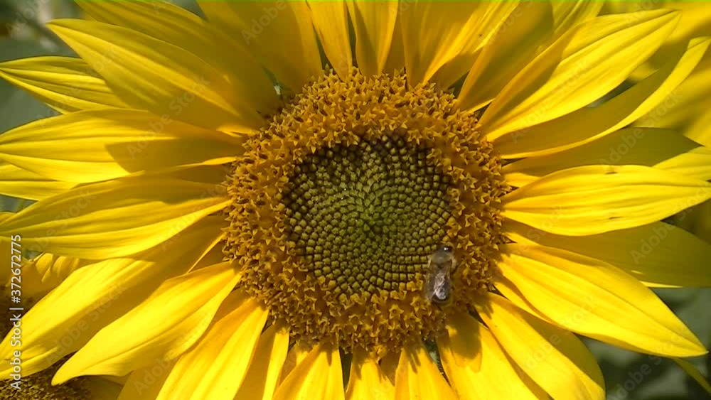 Close up of bee collecting nectar in a sunflower