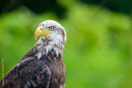 Bald eagle  lat. haliaeetus leucocephalus 