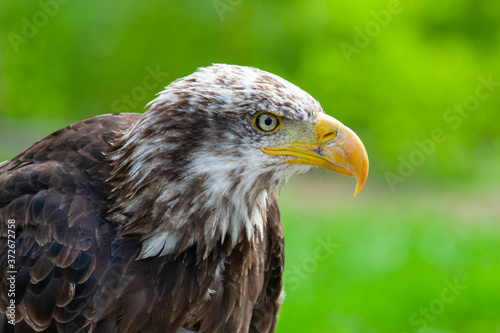 Bald eagle  lat. haliaeetus leucocephalus 