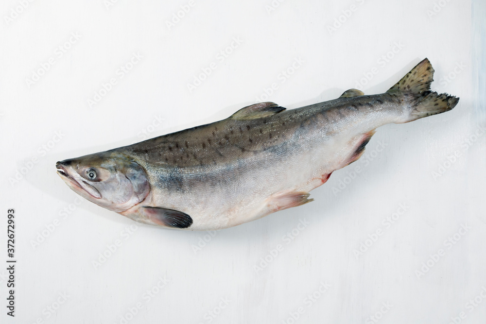 Whole pink salmon fish on white wood background Whole pink salmon fish on white wood background