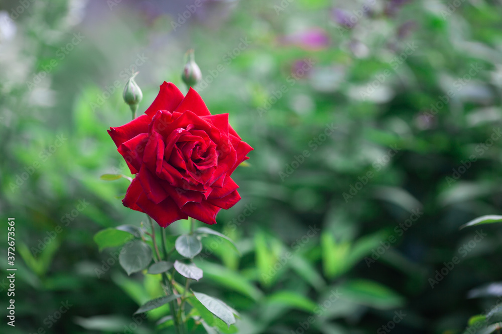 Big red rose growing in the garden. Beautiful blooming rose on the bush. Copy space, blurred background. Greeting card. Closeup. Selective focus. Big red rose growing in the garden. Beautiful blooming rose on the bush. Copy space, blurred background. Greeting card. Closeup. Selective focus.