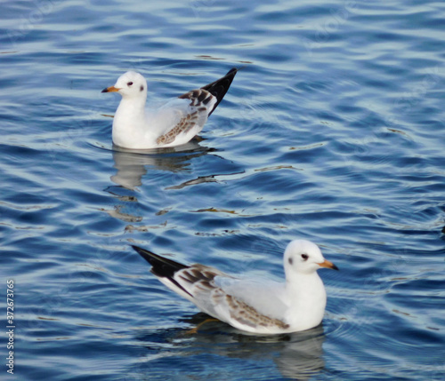 two white gulls swim in the blue water of the sea, close-up
