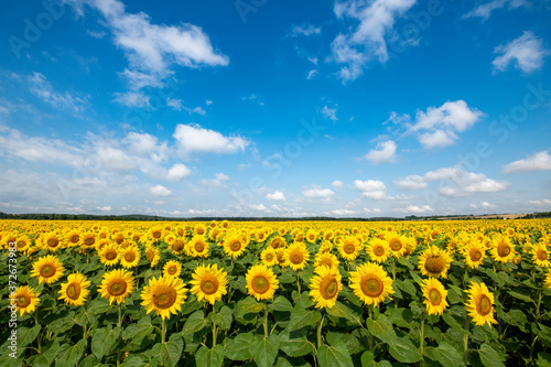 Sunflowers field over blue cloudy sky