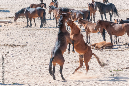 Fototapeta Naklejka Na Ścianę i Meble -  Wild horses of the Namib fighting at Garub