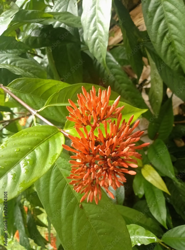 flower of a tree flower of a tree