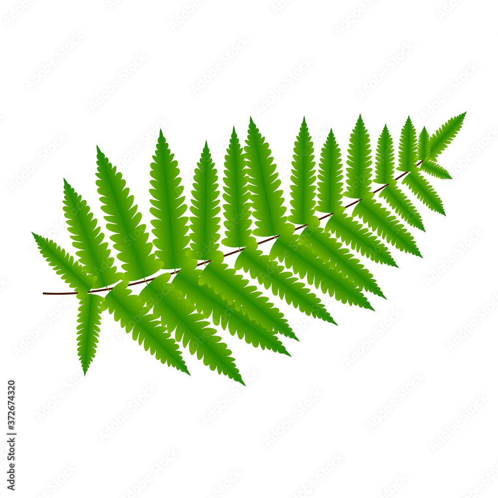 Green leaves fern tropical plant isolated on white background